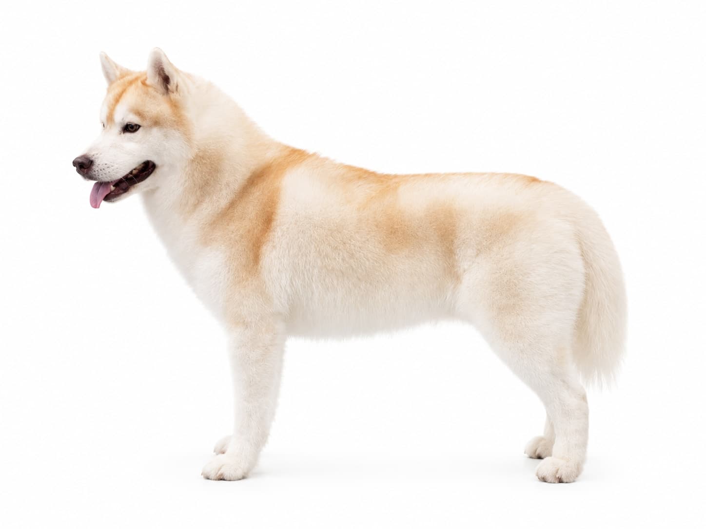 Am. GCh. Trinacria's Son of the Sun presented in clean white studio light