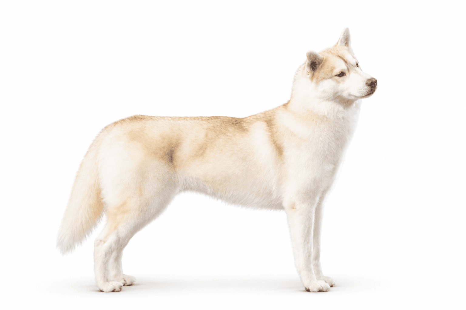 Trinacria's Pumpkin Spice Latte, Pumpkin, standing in profile on a white background