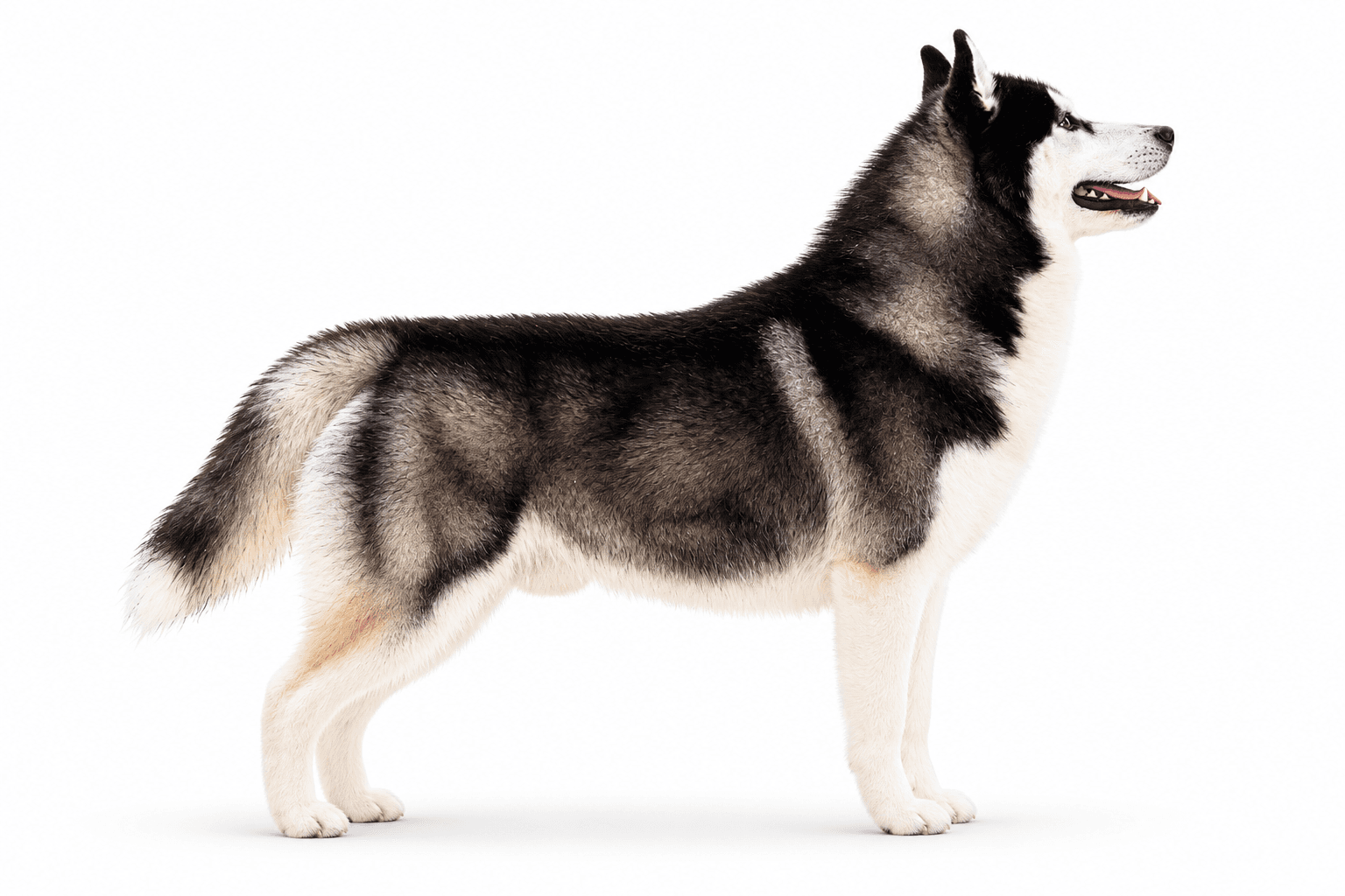 GCh. Trinacria's Black Tornado presented as an Apple-style Siberian Husky product portrait