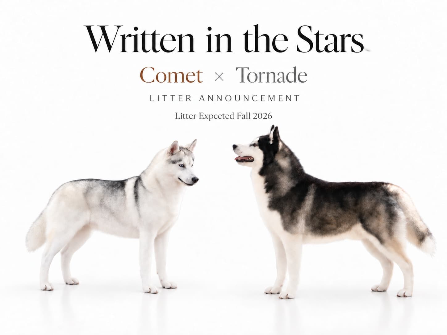 Original Written in the Stars pairing announcement for Comet × Tornade