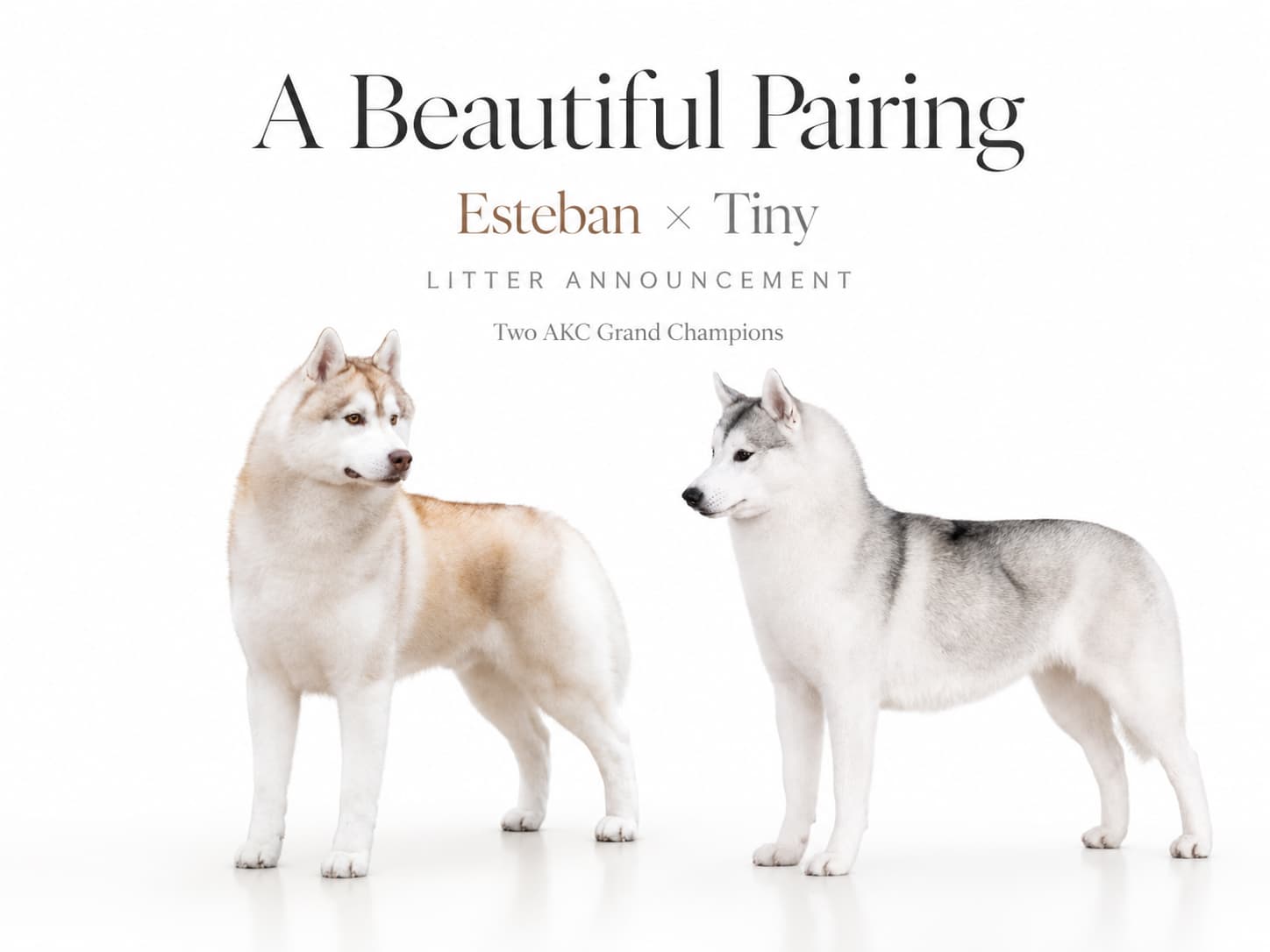 A Beautiful Pairing: Esteban x Tiny litter announcement artwork featuring both Siberian Huskies