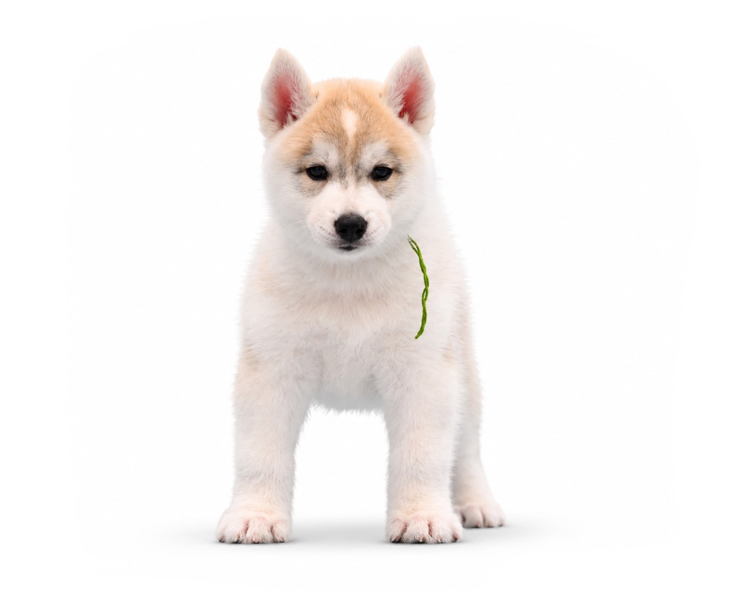 Arkinlight's Golden Horizon male Siberian Husky puppy standing on a white background