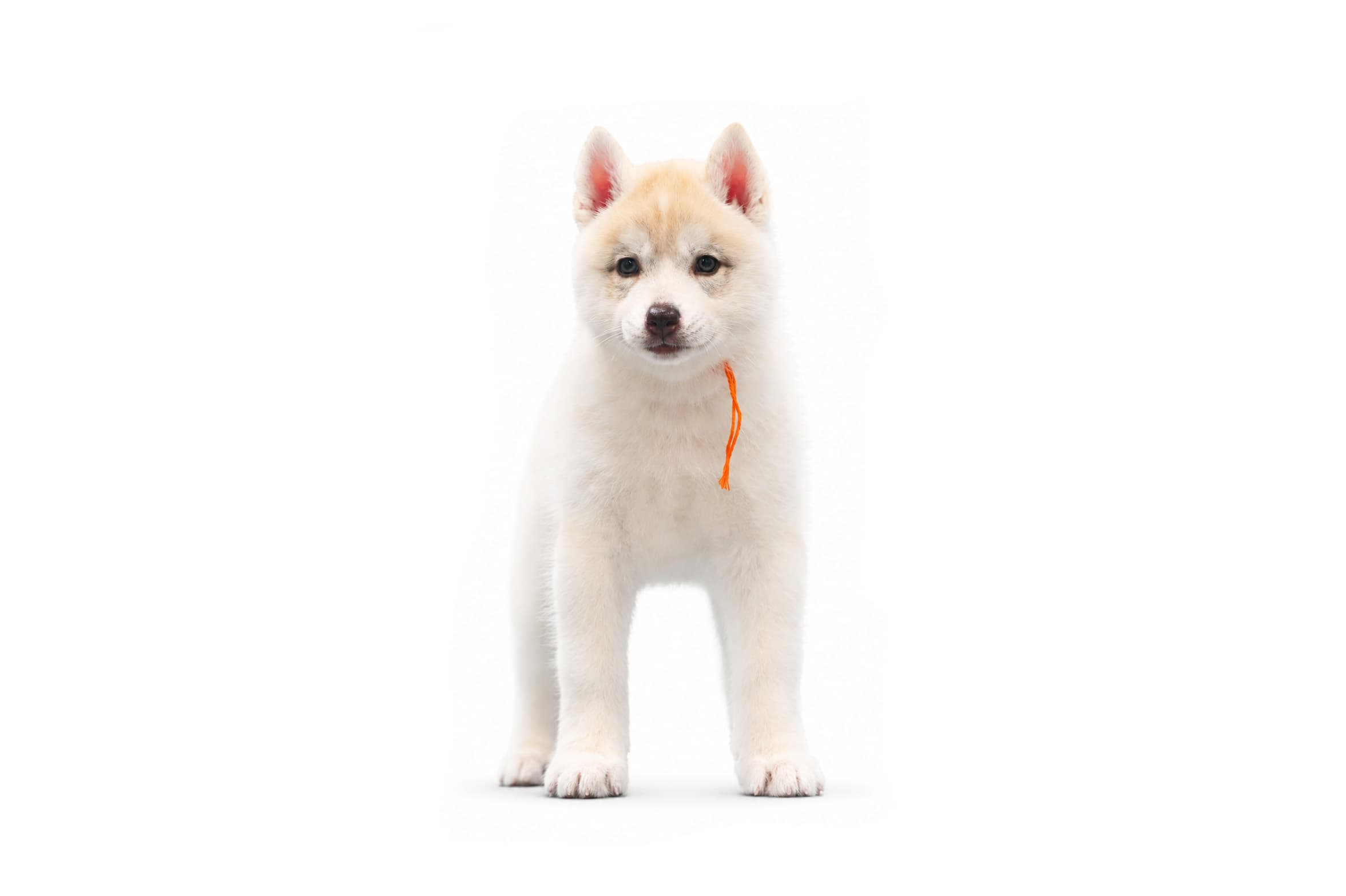 Arkinlight's Red Rose female Siberian Husky puppy standing on a white background