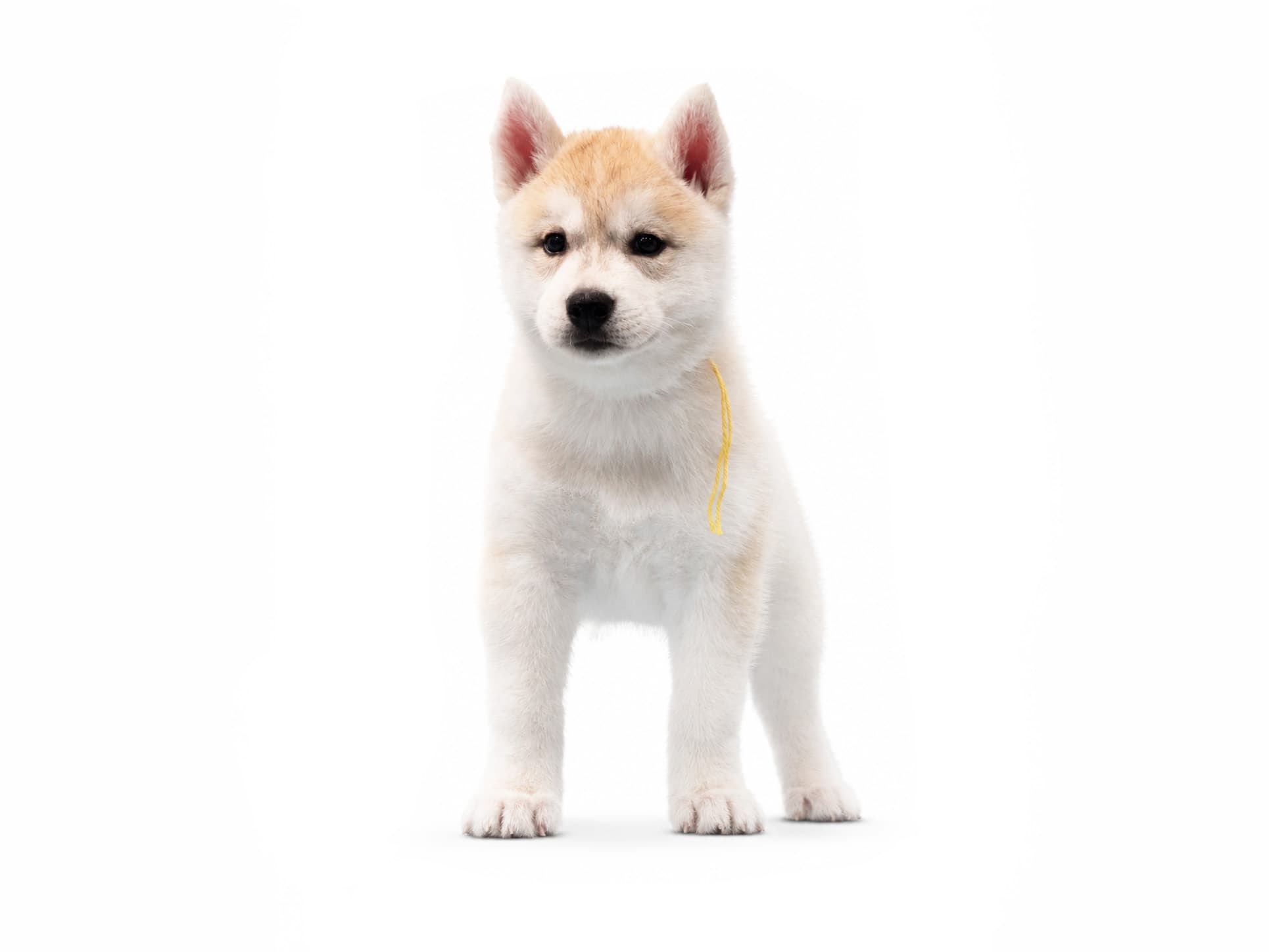 Arkinlight's Silver Blossom female Siberian Husky puppy standing on a white background